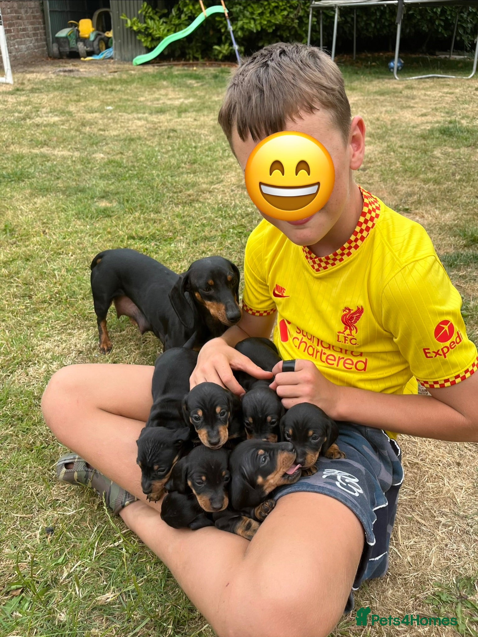 Miniature Dachshund dogs Miniature Dachshund Puppies - Advert 2