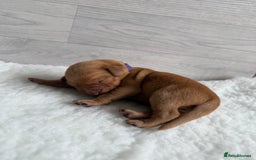 Labrador Retriever dogs for sale: Fox Red Lab Pups 🐶🩵 - Image 9
