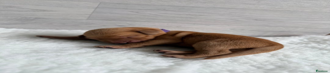 Labrador Retriever Puppy 5