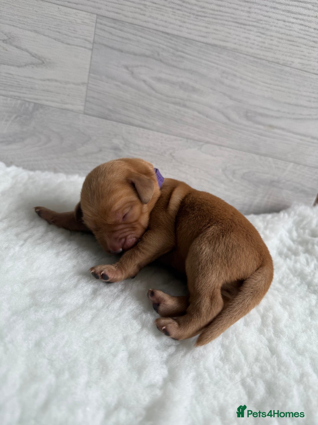 Labrador Retriever dogs for sale: Fox Red Lab Pups 🐶🩵 - Image 9