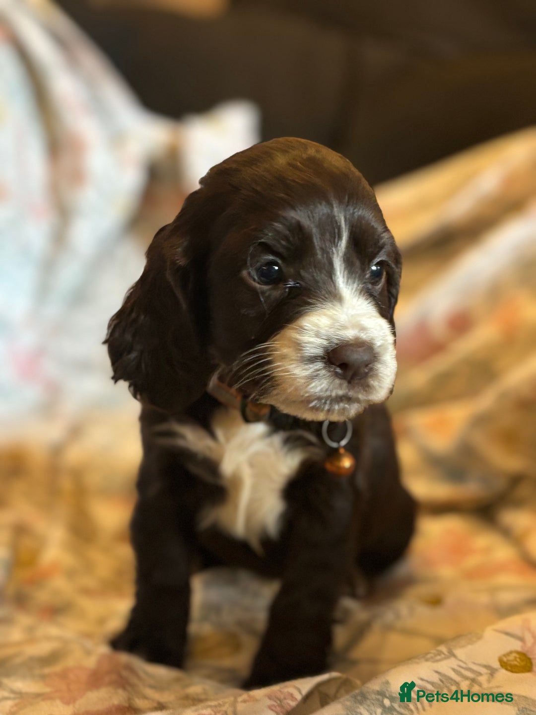 Sprocker dogs for sale: 8 beautiful sprockers  - Advert 7