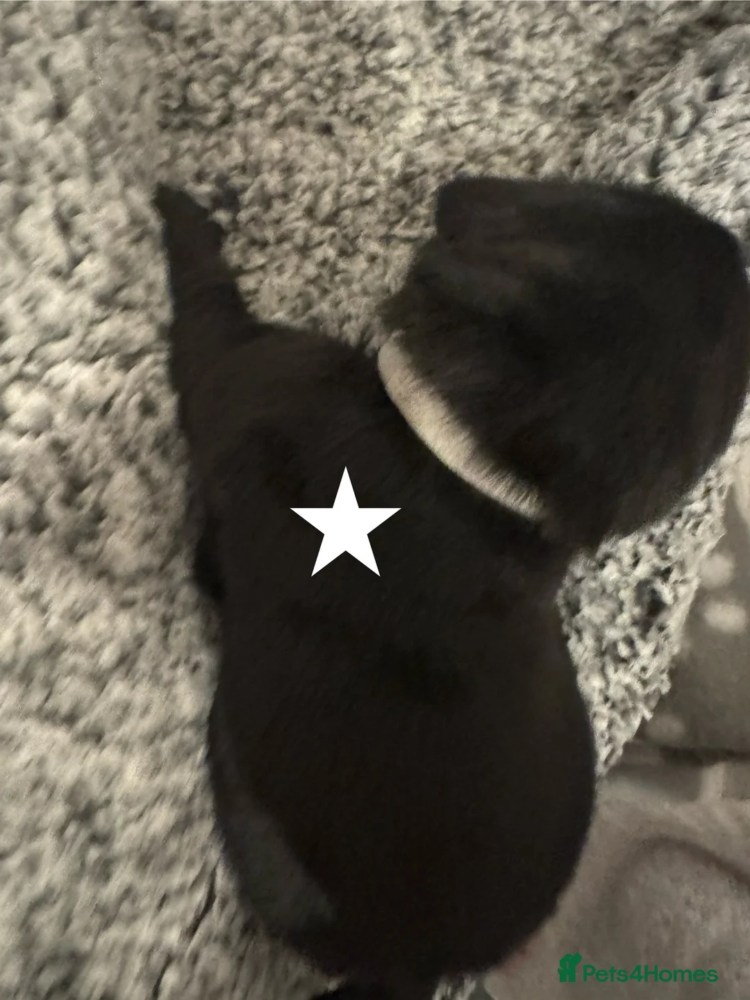 Labrador Retriever dogs for sale: 3 black females remaining – Labrador Retrievers - Advert 25