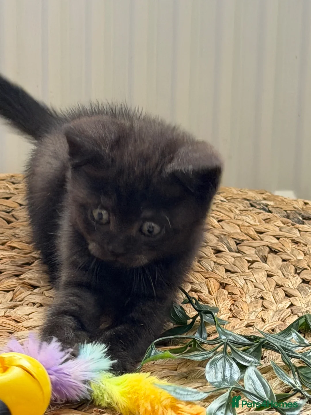 British Shorthair cats for sale: Gccf British shorthair kittens  - Advert 2