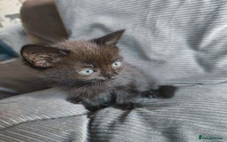 Mixed Breed cats for sale: I have 4 kittens  - Image 5