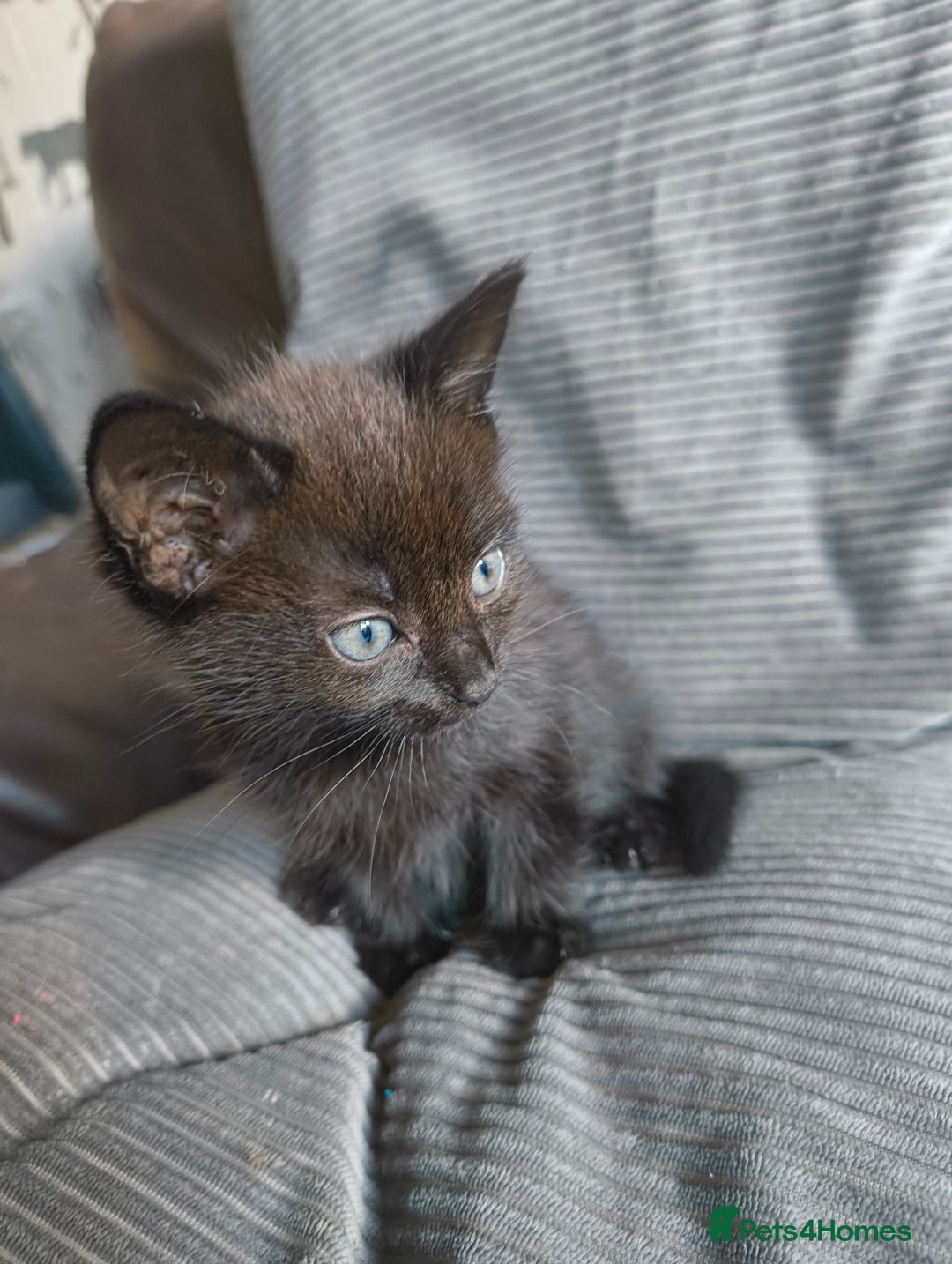 Mixed Breed cats for sale: I have 4 kittens  - Image 5