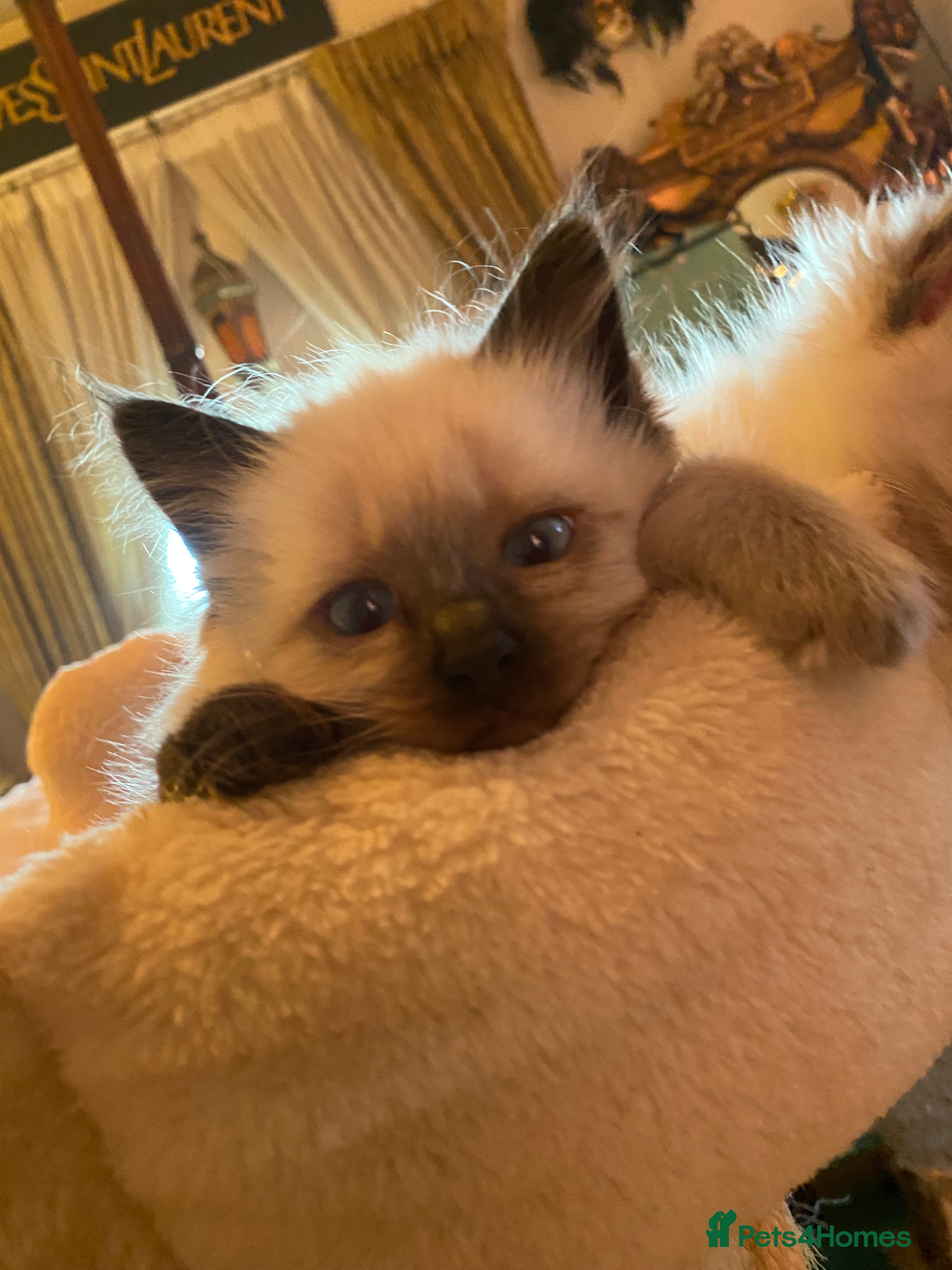 Ragdoll cats Adorable Ragdolls  - Advert 16