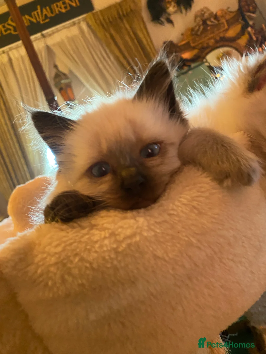Ragdoll cats for sale: Adorable Ragdolls  - Advert 35