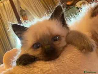Ragdoll cats Adorable purebred Ragdolls - Advert 5