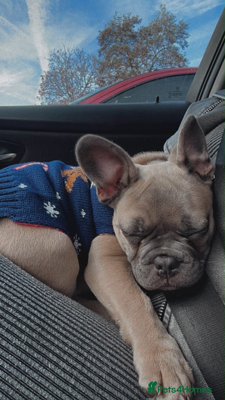 French Bulldog dogs Male French Bulldog – 2 Years Old in August - Advert 3