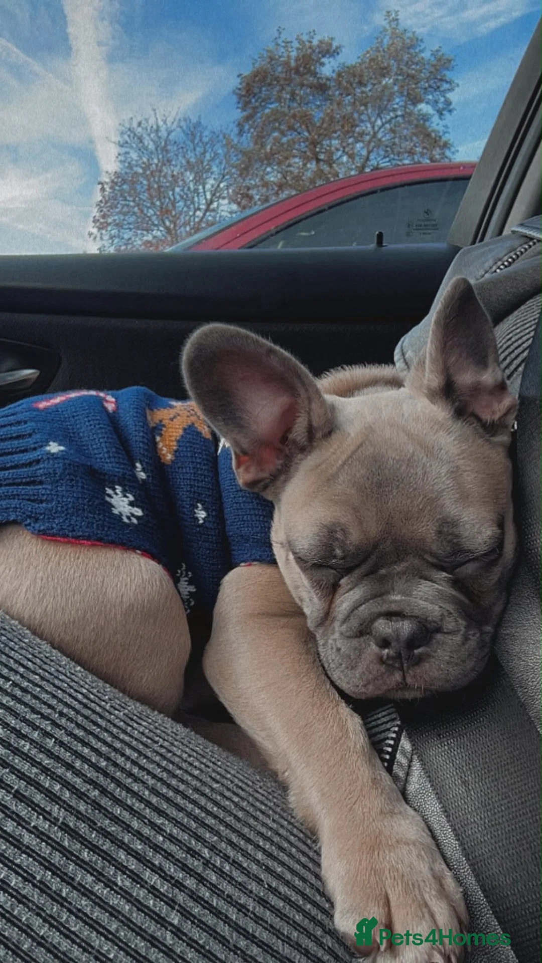 French Bulldog dogs for sale: Male French Bulldog – 2 Years Old in August in Romsey - Advert 1