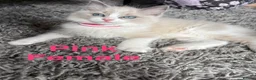 Ragdoll cats for sale: Pure Ragdoll Kittens Ready to leave  - Advert 7