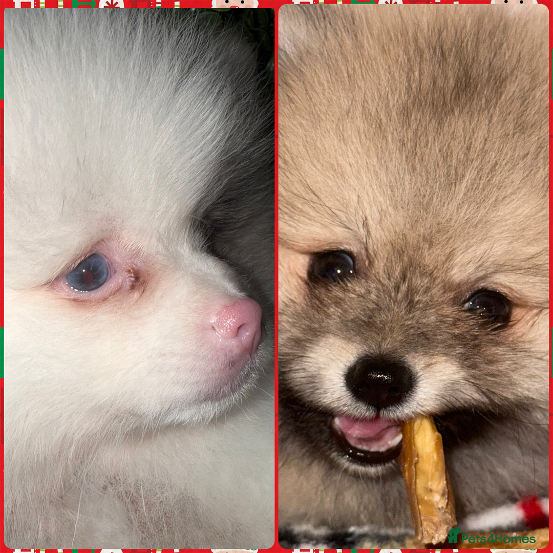 Pomeranian dogs for sale: ✨🐶Small Teddy Bear🧸 SKY🩵BLUE EYE 👀POMS🐶✨ - Advert 1