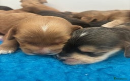 Cockapoo dogs for sale: 👑 Stunning F1 Cockapoo puppies 👑 - Image 5
