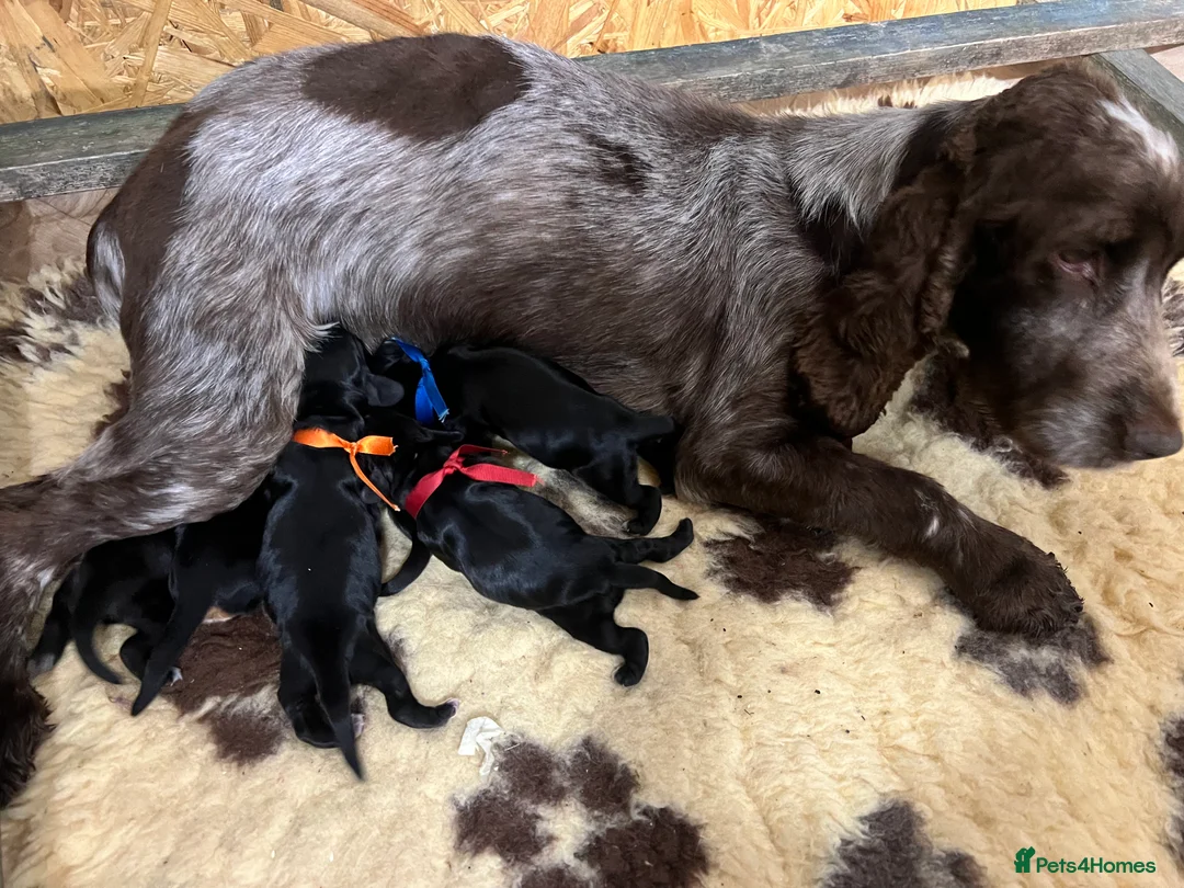 Cocker Spaniel dogs for stud: Nelson show cocker STUD  in Maidstone - Advert 8