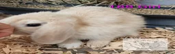 Mixed Breed rabbits for sale: 4 stunning bunnies looking for their new homes 🐇  - Advert 2