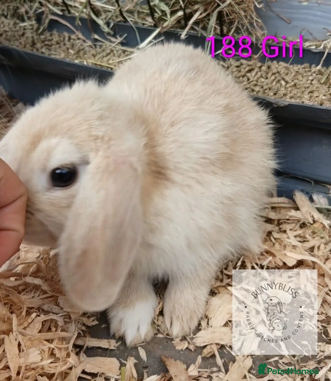 Mixed Breed rabbits for sale: 4 stunning bunnies looking for their new homes 🐇  - Advert 2