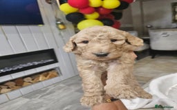 Standard Poodle dogs for sale: Stunning 5* Standard chunky poodle puppies 🐶  - Image 17