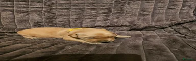 Golden Retriever 6