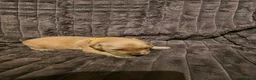 Golden Retriever dogs for sale: Golden Retriever puppys in Harrow London  - Advert 27