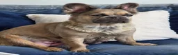French Bulldog dogs for sale: French bulldog pups for sale - Advert 8
