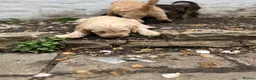Labradoodle dogs for sale: Labradoodles (F1B) in London W8. READY TO GO HOME - Advert 11