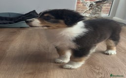 Australian Shepherd dogs for sale: 2 KC registered Australian Shepards remaining! - Image 15