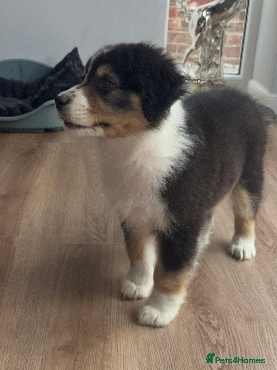 Australian Shepherd dogs for sale: 2 KC registered Australian Shepards remaining! - Image 15