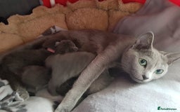 Russian Blue cats for sale: **TICA full pedigree Russian Blue kittens - Image 15