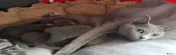 Russian Blue cats for sale: **TICA full pedigree Russian Blue kittens - Advert 32