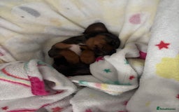 Miniature Dachshund dogs for sale: Miniature dachshund puppy female -Muffin - Image 3