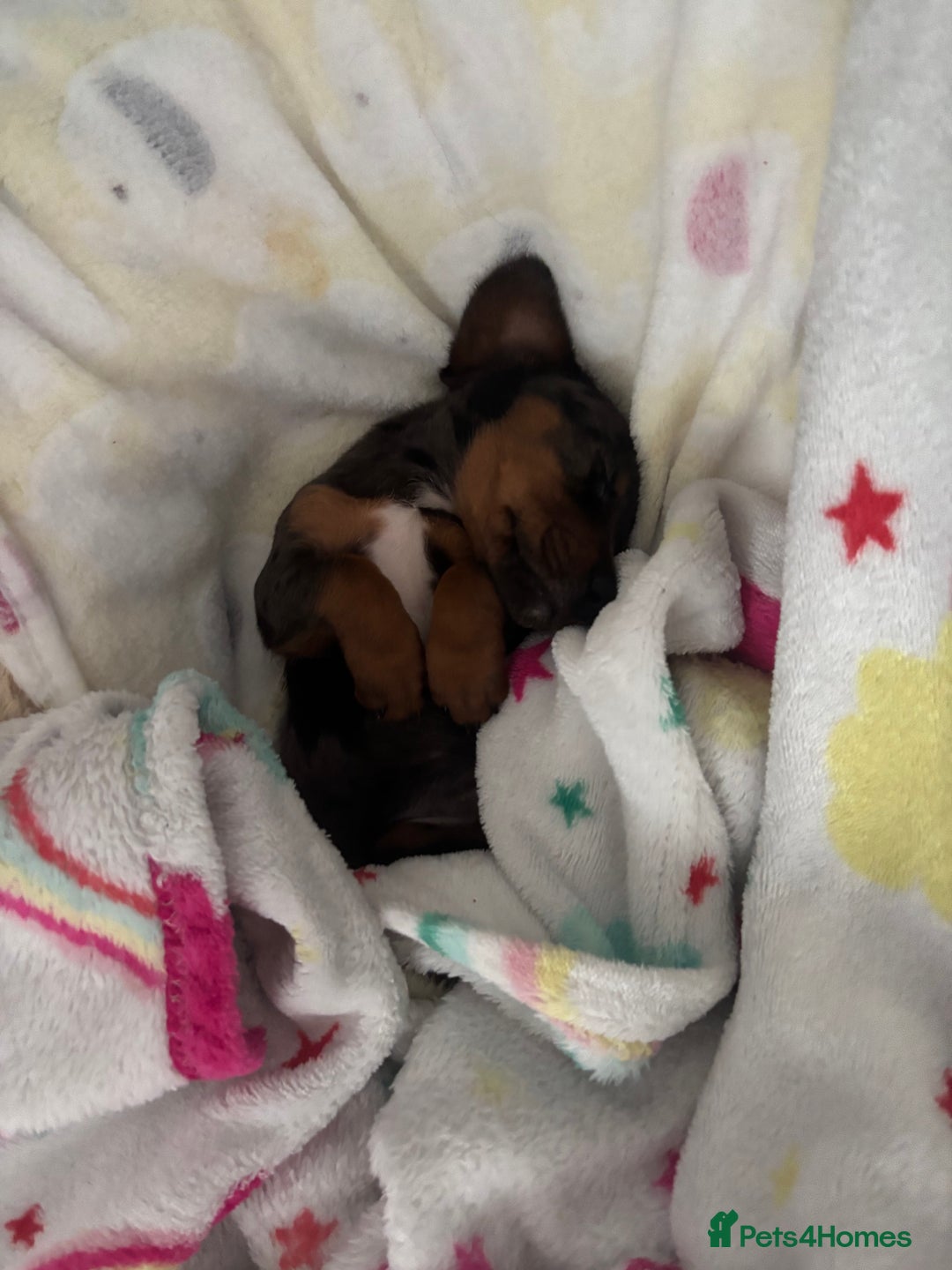 Miniature Dachshund dogs for sale: Miniature dachshund puppy female -Muffin - Image 3