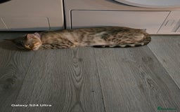 Bengal cats for sale: 3 beautiful pure snow bengal kitten  - Image 5