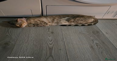 Bengal cats - Advert 15
