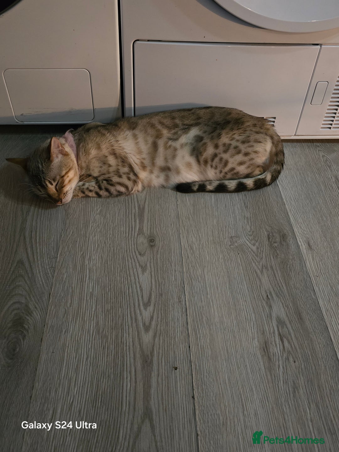 Bengal cats for sale: 3 beautiful pure snow bengal kitten  - Image 5