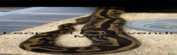 Python Snake reptiles for sale: Ball pythons - Advert 6