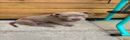 American Bully dogs for sale: American bully puppies  - Advert 9