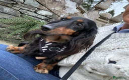Miniature Dachshund dogs for sale: Outstanding long haired dachshund - Image 13