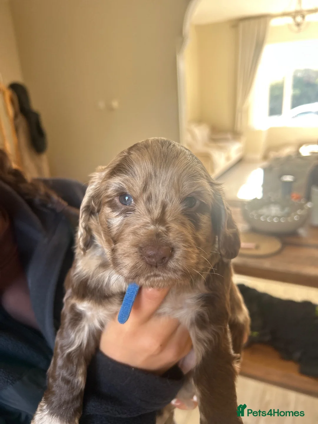 Cocker Spaniel dogs for sale: Working cocker spaniels for sale 🐾 - Advert 12