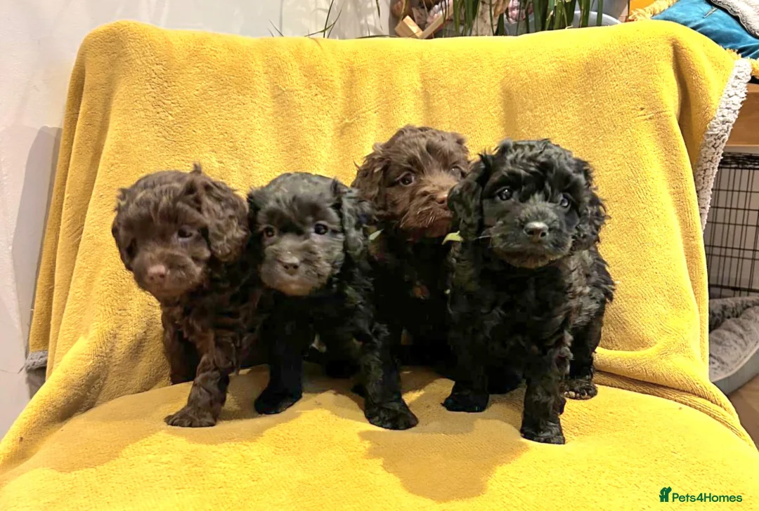 Cockapoo dogs for sale: Beautiful Cockerpoo’s in Macclesfield - Advert 1