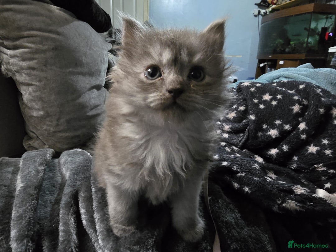 Persian cats for sale: 3 stunning Persian kittens ready now.  - Advert 26