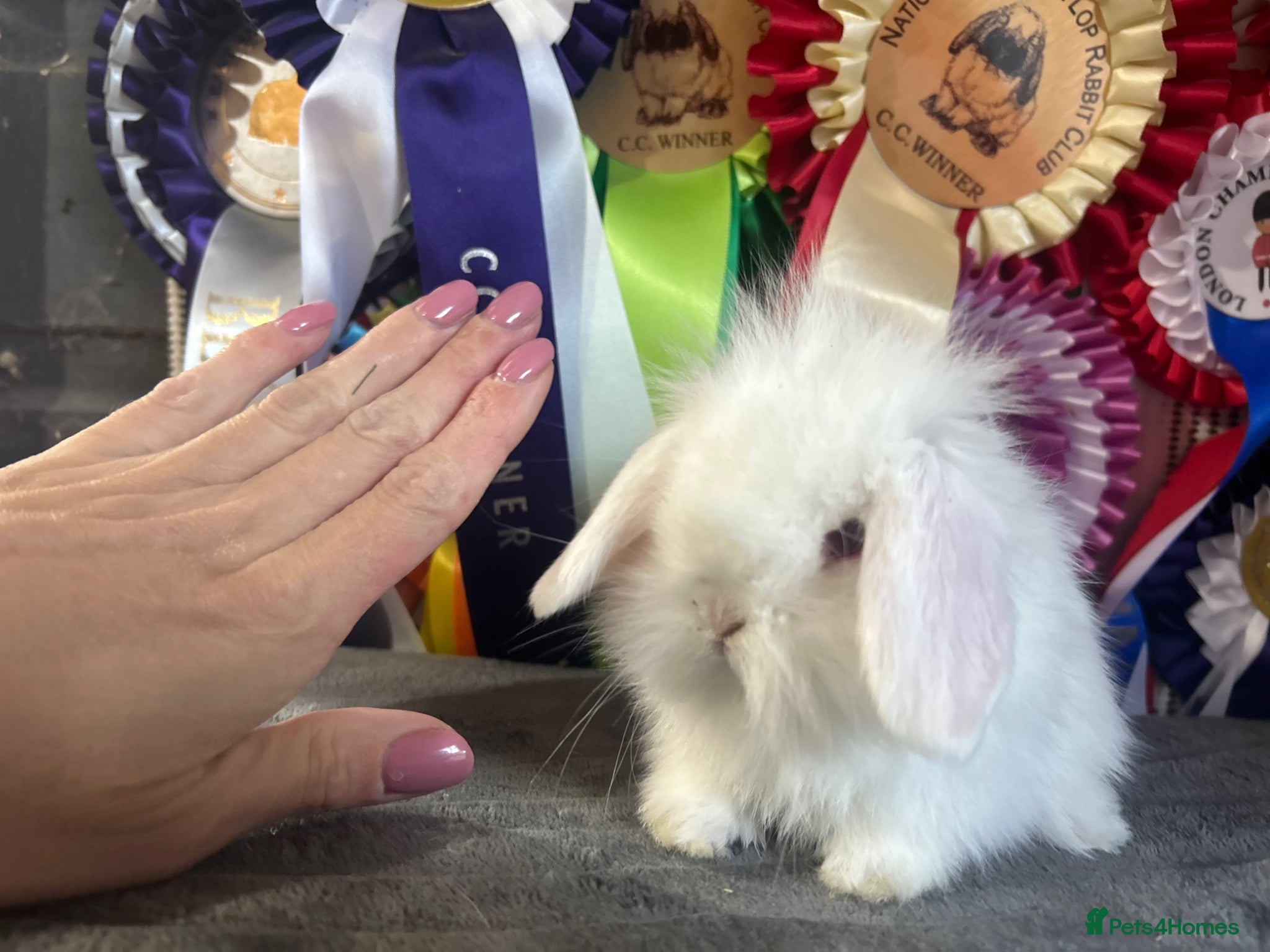 Mini Lion Lop rabbits Vaccinated lionlop babies - Advert 6