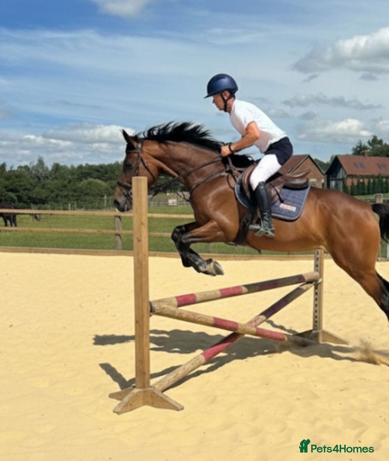 Other Breed horses Penny super sweet 15.1hh Mare - Advert 1