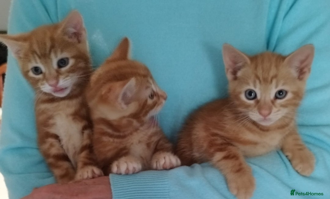 Mixed Breed cats for sale: Amazing, beautiful kittens 3 boys, 2 girls - Image 22