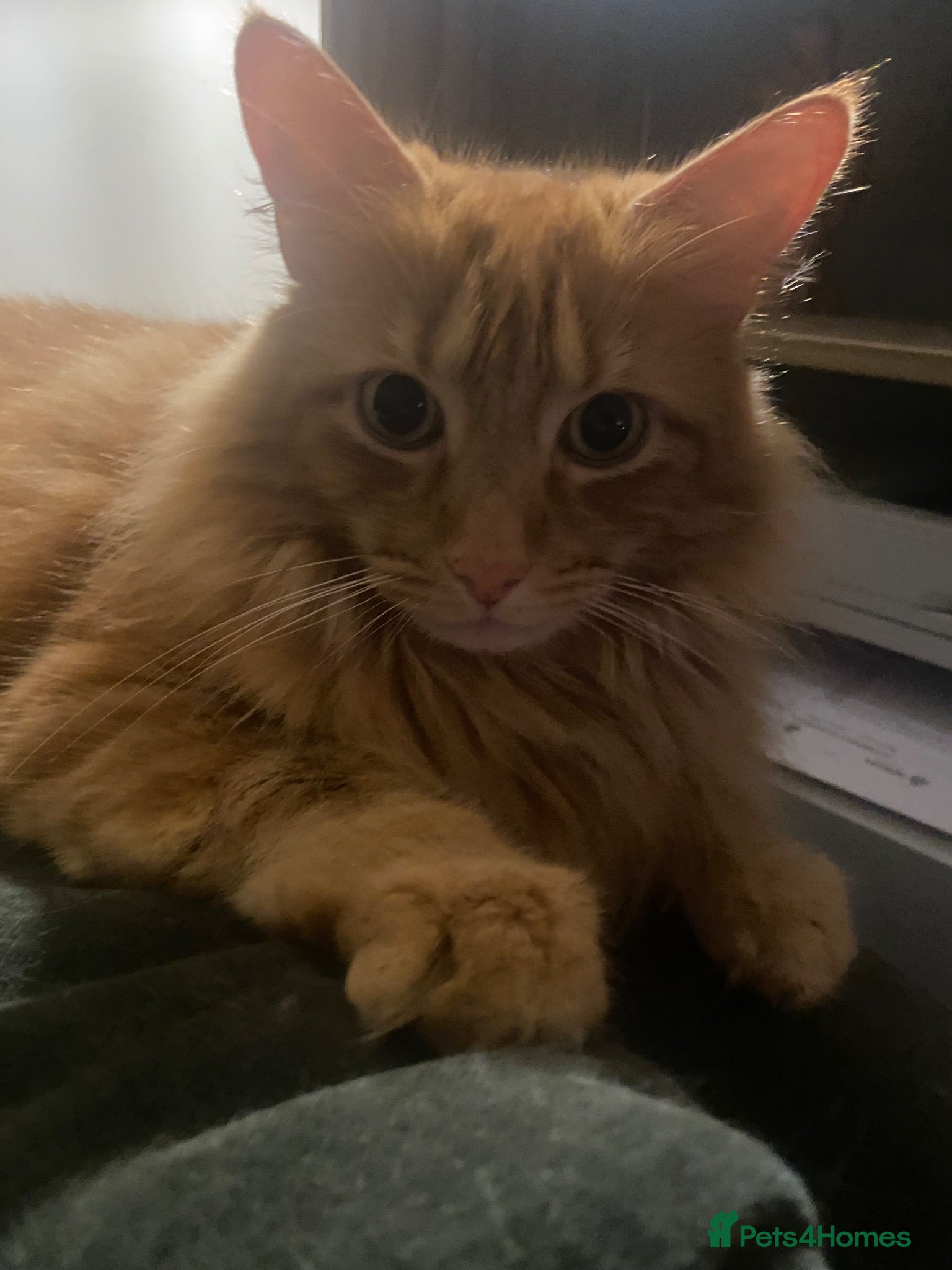 British Longhair cats Ginger long haired cat - Advert 1