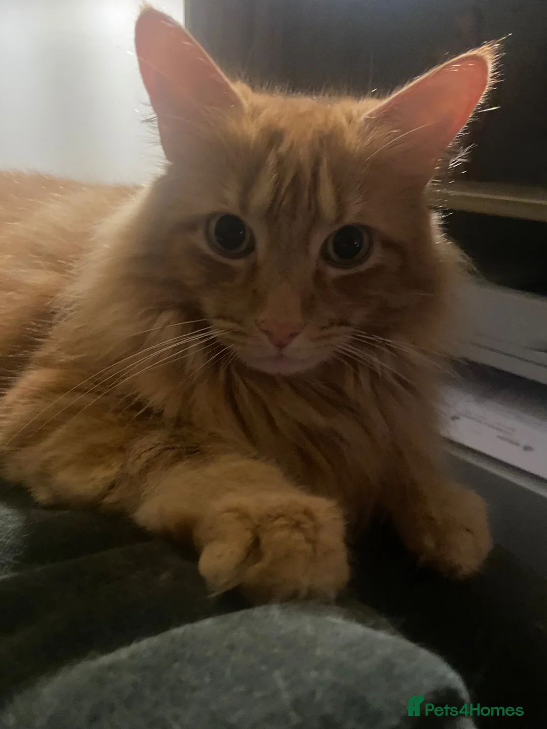 British Longhair cats for sale: Ginger long haired cat - Advert 1
