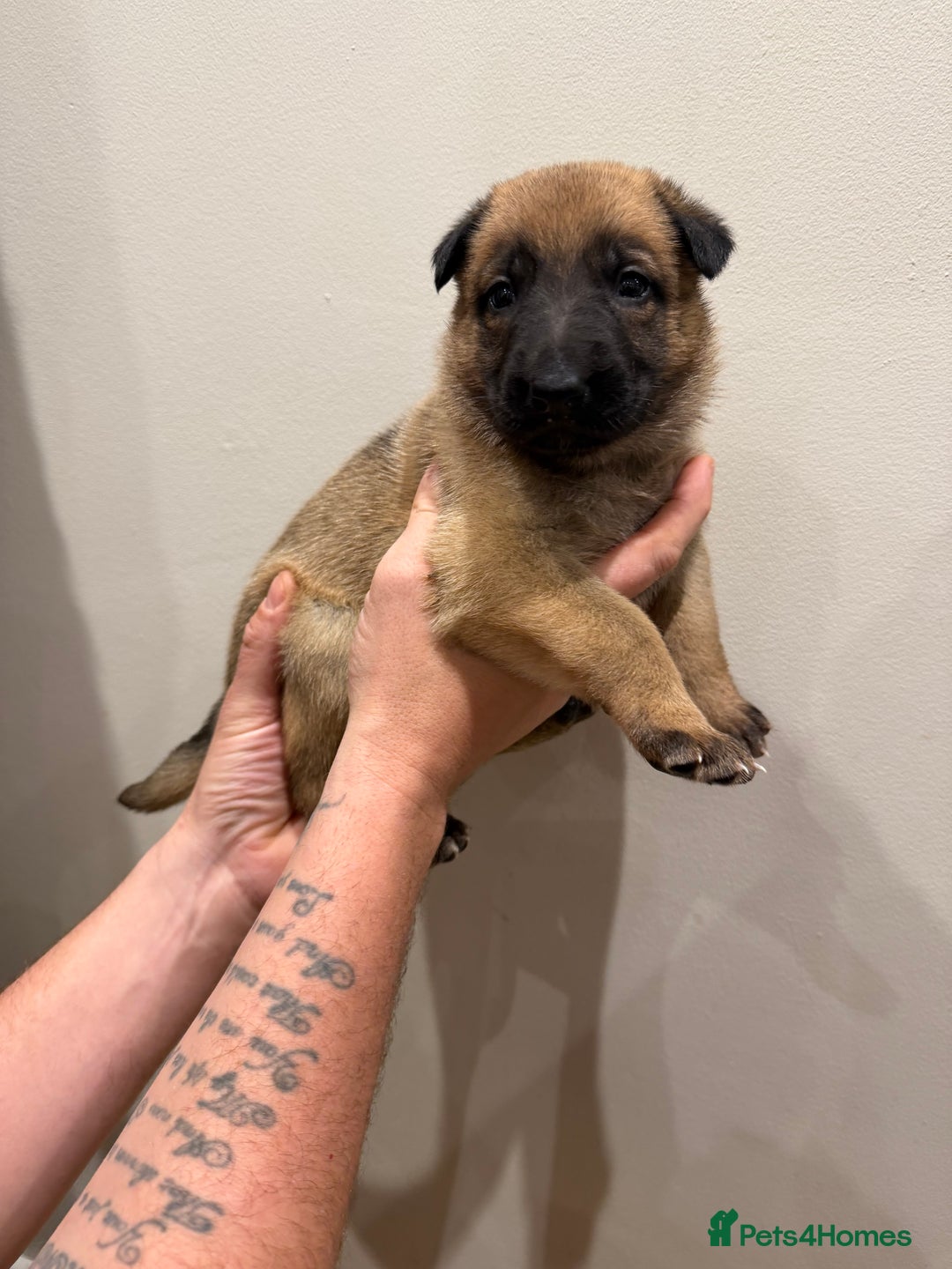 Mixed Breed dogs for sale: Shepinios puppies  - Advert 13