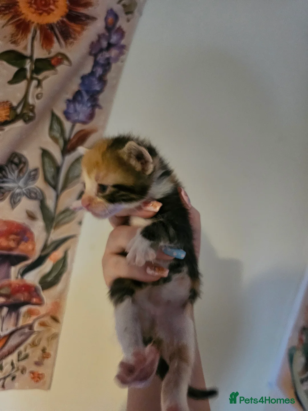 Mixed Breed cats for sale: Calico x maincoon mix - Advert 2