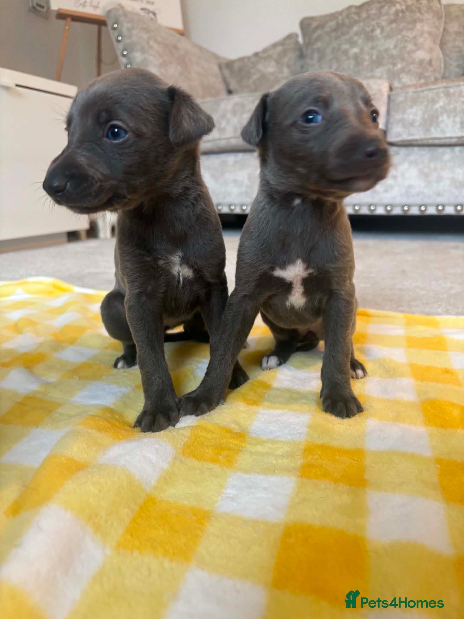 Whippet dogs Whippet puppies  1 girl and 3 boys left.  - Advert 3