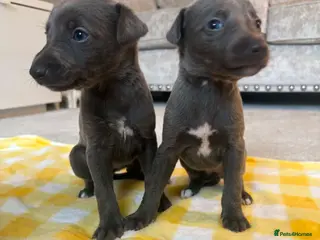 Whippet dogs Whippet puppies 1 girl and 3 boys left. - Advert 18