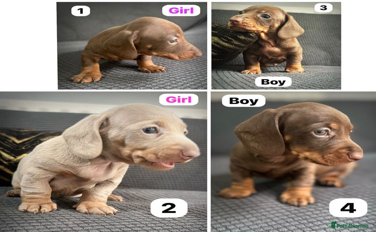 Dachshund dogs - Advert 2